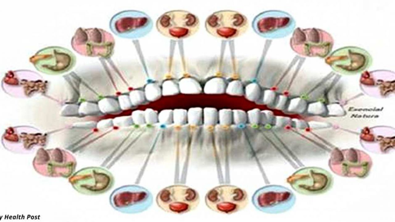 Svaki zub je povezan s jednim organom – bol u pojedinom zubu može predvidjeti problem u tom organu!